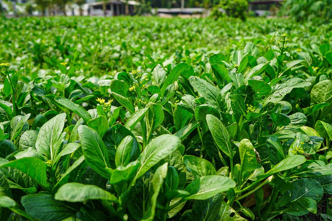 View of the organic farm garden at Baan Farm Thai Cooking School