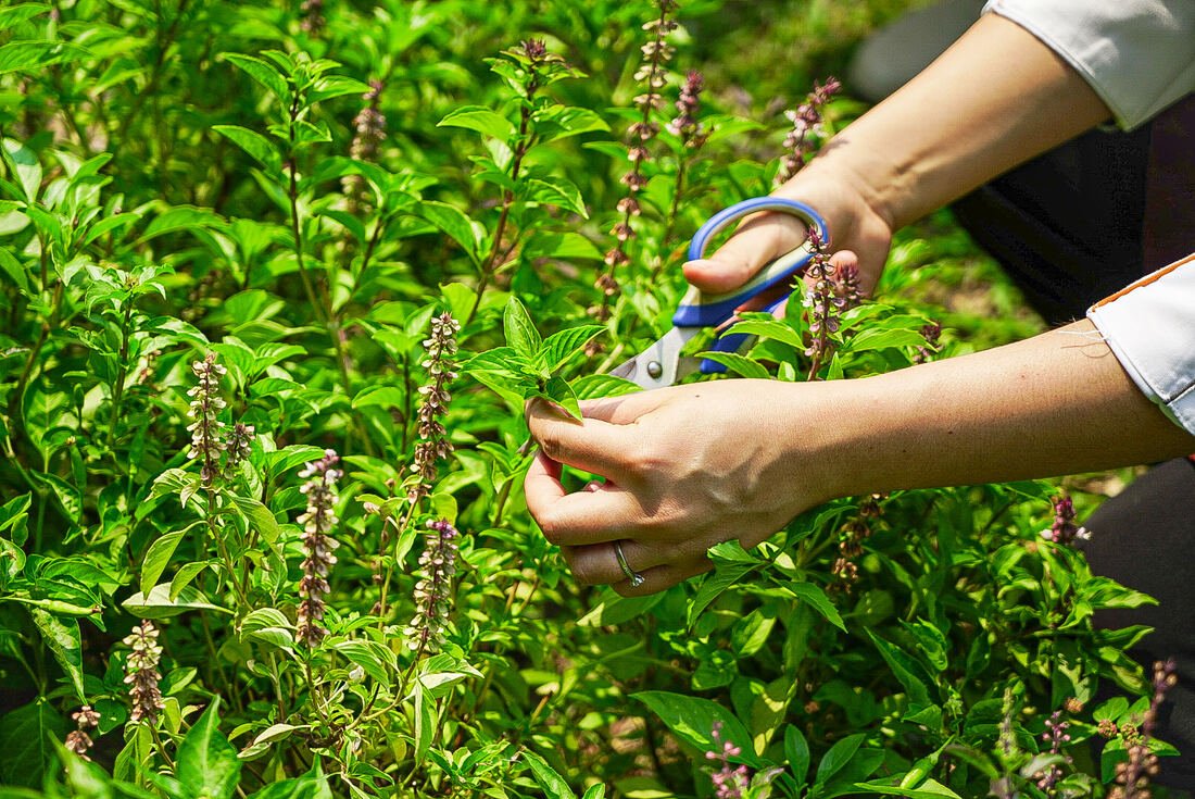 Harvesting fresh Thai herbs in the garden at Baan Farm Thai Cooking School